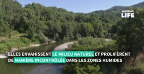 Image pour la vidéo du 22 juin 2022 du HuffPost